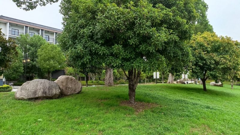 大规格苗木种植间距：关键因素与标准解析**